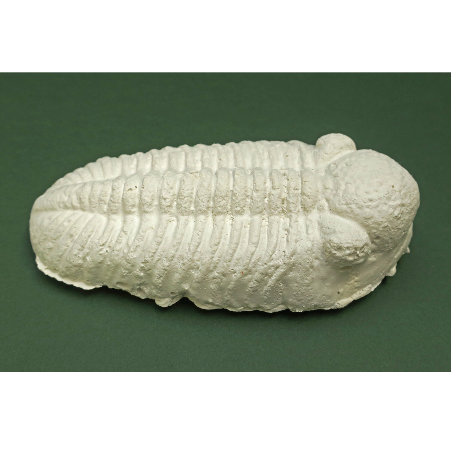 Sádrové odlitky zkamenělin - trilobit